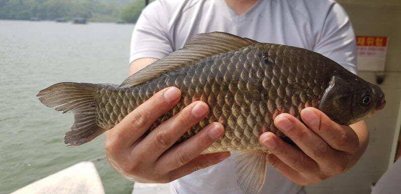 산란특수가 시작된 송전지 수원좌대 (유료터정보 - 유료터점주조황)