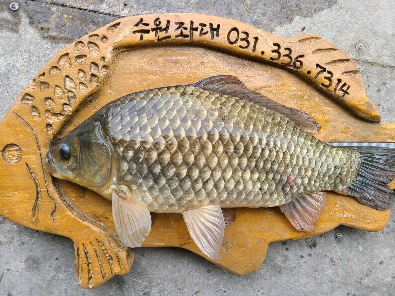 오늘도 사짜대물 송전지 수원좌대 (유료터정보 - 유료터점주조황)