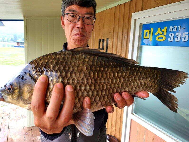6월의 시작 42cm 405cm 대물 붕어로 송전지 미성집 좌대 (유료터정보 - 유료터점주조황)
