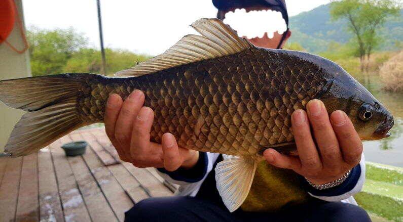45cm 대물붕어 송전지 미성집 좌대 (유료터정보 - 유료터점주조황)