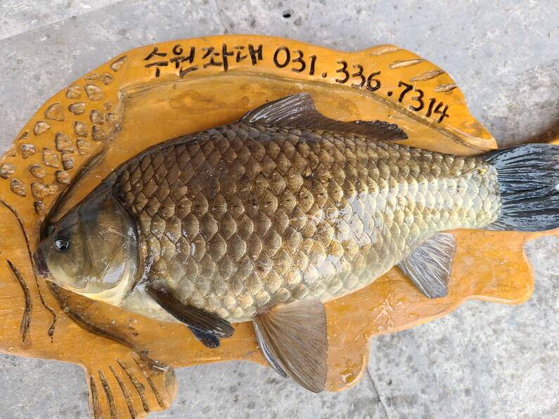 덜커덩 44cm대물 산란특수 시작 수원좌대 (유료터정보 - 유료터점주조황)