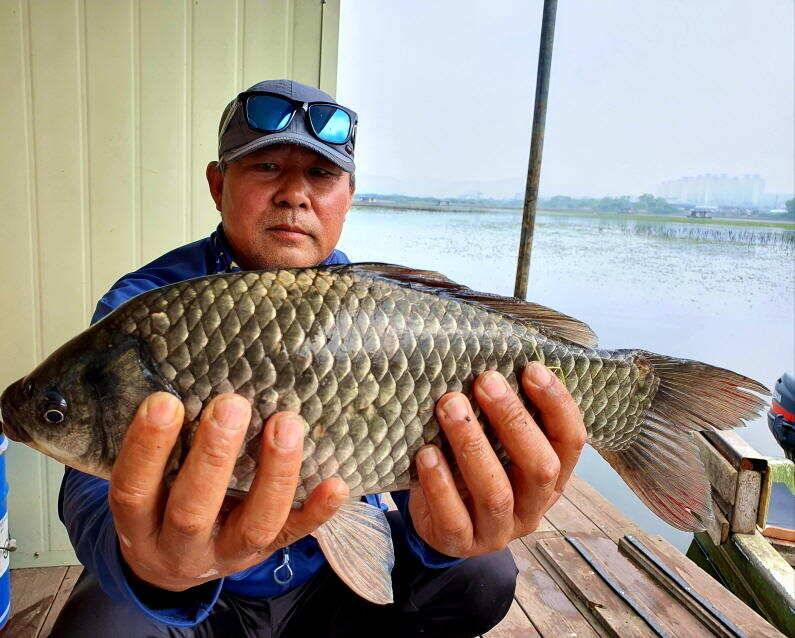 44cm 대물붕어 마릿수 대박조황 (유료터정보 - 유료터점주조황)