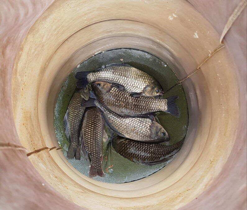 가을 4짜 대물붕어와 마릿수 조황 (유료터정보 - 유료터점주조황)