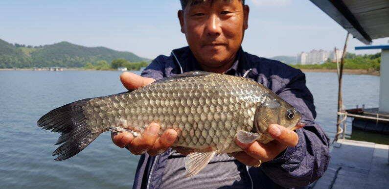 43cm 연일 대물터져 송전지 수원좌대 (유료터정보 - 유료터점주조황)