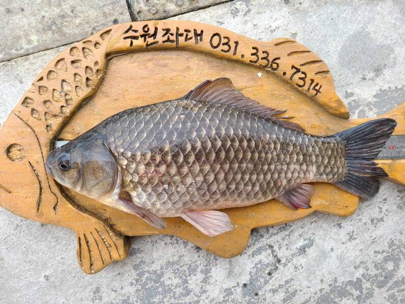 사짜대물이 올라오고 있는 수원좌대 (유료터정보 - 유료터점주조황)
