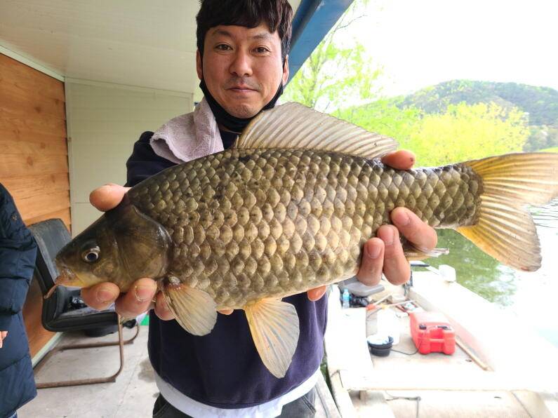 덜커덩 44cm대물 산란특수 시작 수원좌대 (유료터정보 - 유료터점주조황)