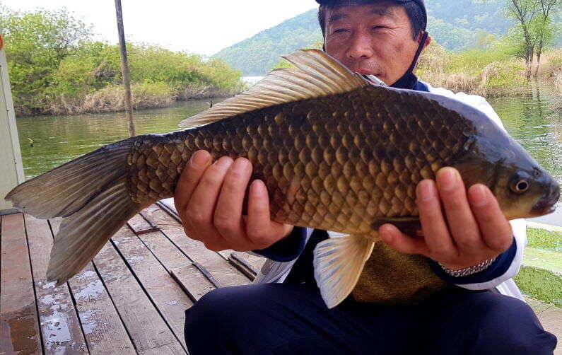 45cm 대물붕어 송전지 미성집 좌대 (유료터정보 - 유료터점주조황)
