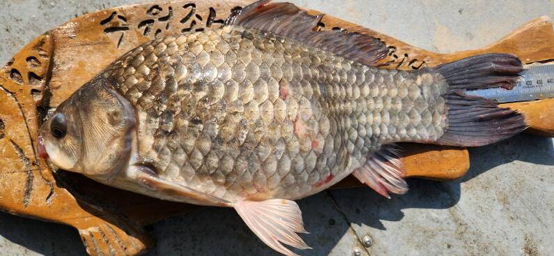 연일 4짜 대물이 올라오고 있는 송전지 수원좌대 (유료터정보 - 유료터점주조황)