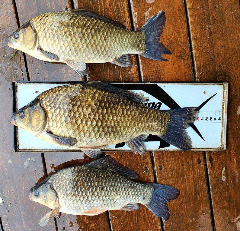 6월의 시작 42cm 405cm 대물 붕어로 송전지 미성집 좌대 (유료터정보 - 유료터점주조황)