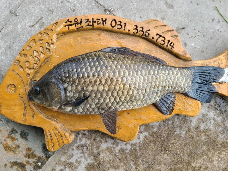 오늘도 사짜대물 송전지 수원좌대 (유료터정보 - 유료터점주조황)
