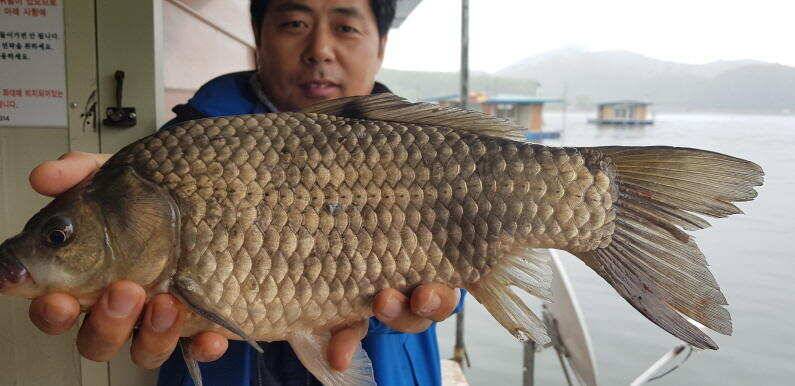41cm 대물포인트 송전지 수원좌대 (유료터정보 - 유료터점주조황)