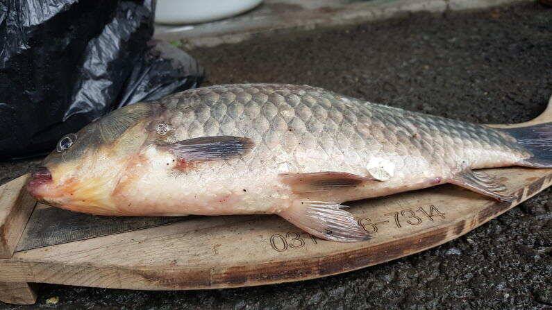 395cm대물 허리급 송전지 수원좌대 (유료터정보 - 유료터점주조황)