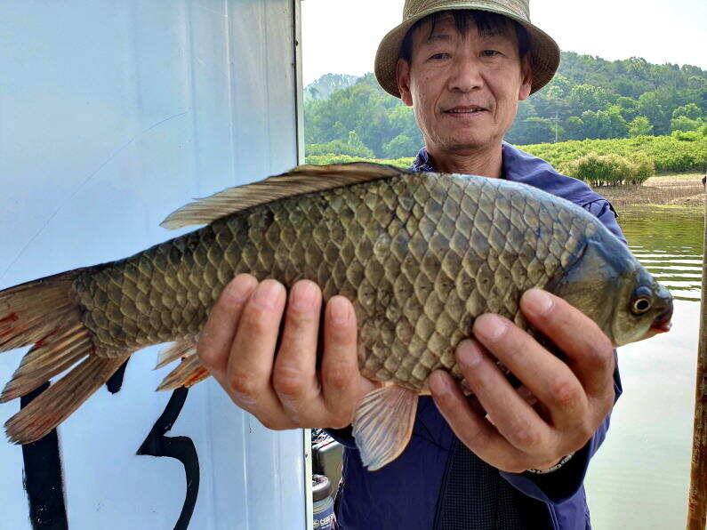 6월의 4짜 대물 송전지 미성집 좌대 (유료터정보 - 유료터점주조황)