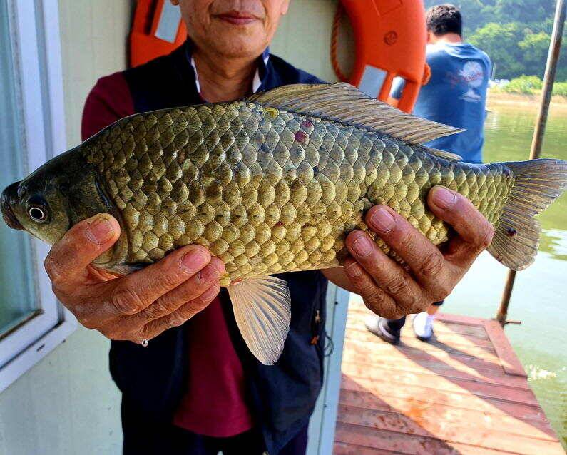 44cm 대물붕어 마릿수 대박조황 (유료터정보 - 유료터점주조황)