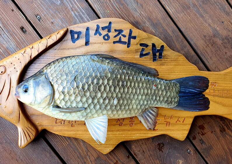 덩어리 혹은 마릿수 송전지 미성좌대 (유료터정보 - 유료터점주조황)