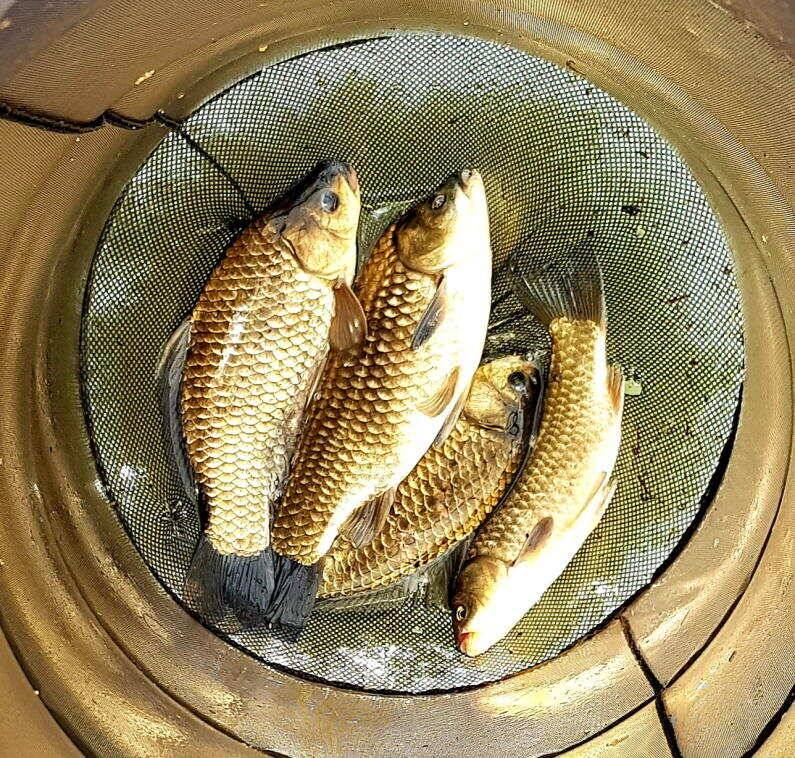 배수기 4짜 대물송전지 미성집 조대 (유료터정보 - 유료터점주조황)