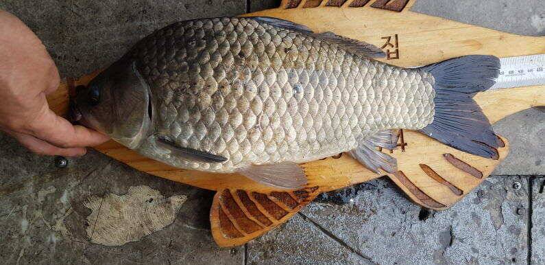 41cm 대물포인트 송전지 수원좌대 (유료터정보 - 유료터점주조황)