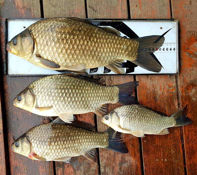 42cm40cm 대물과 마릿수 (유료터정보 - 유료터점주조황)
