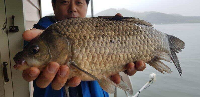 41cm 대물포인트 송전지 수원좌대 (유료터정보 - 유료터점주조황)