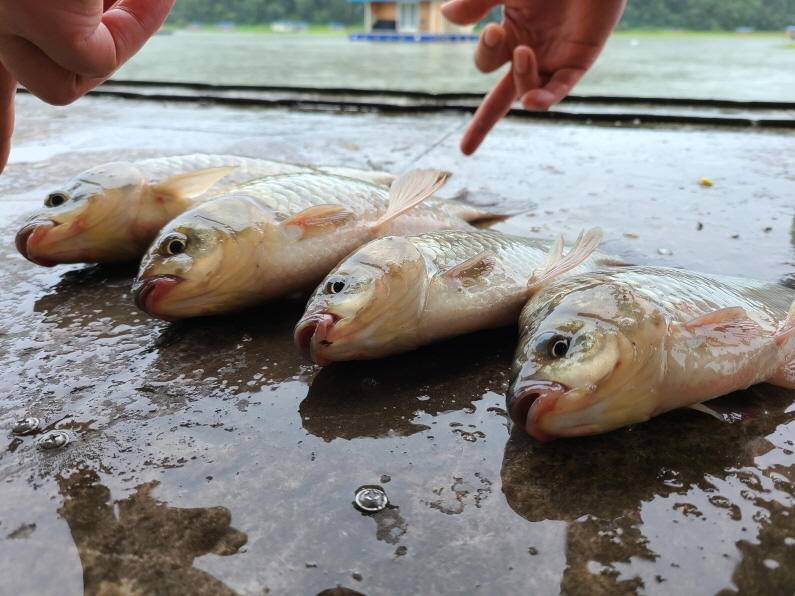 육조대에서 대물의 먹성시작 송전지 수원좌대 (유료터정보 - 유료터점주조황)