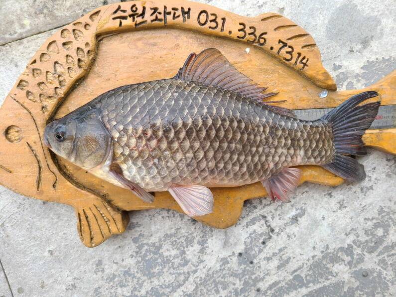 사짜대물이 올라오고 있는 수원좌대 (유료터정보 - 유료터점주조황)