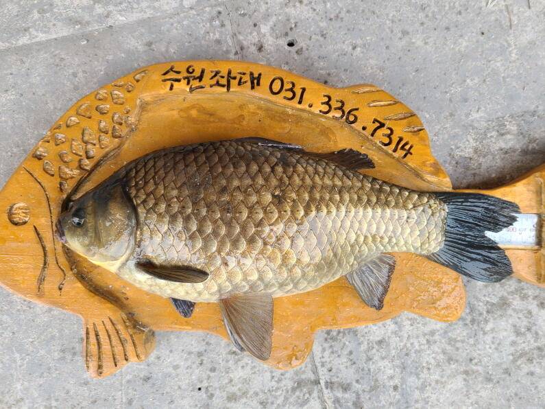 덜커덩 44cm대물 산란특수 시작 수원좌대 (유료터정보 - 유료터점주조황)