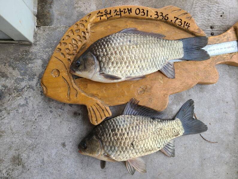 사짜대물이 올라오고 있는 수원좌대 (유료터정보 - 유료터점주조황)