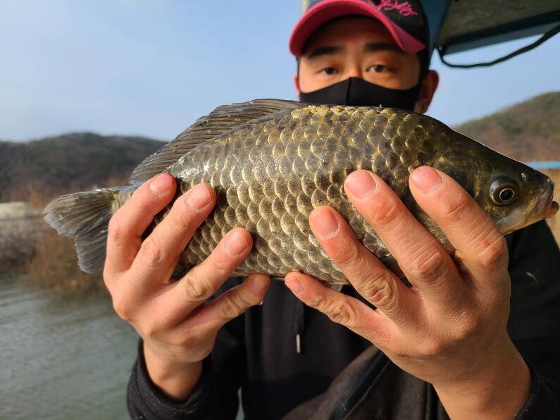 마릿수 조황이 이어지고 있는 수원좌대 (유료터정보 - 유료터점주조황)