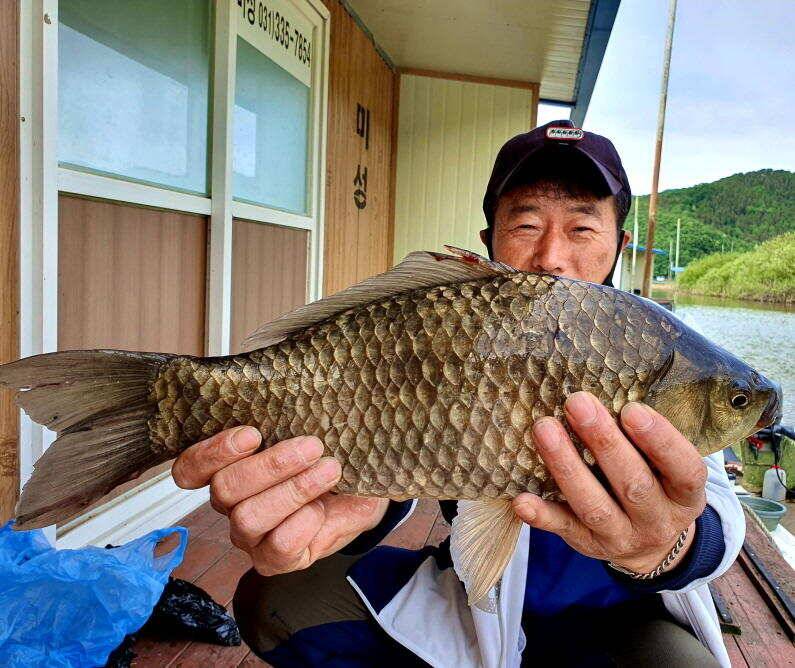 연일 이어지는 4짜 대물 마릿수 조황 굿 (유료터정보 - 유료터점주조황)
