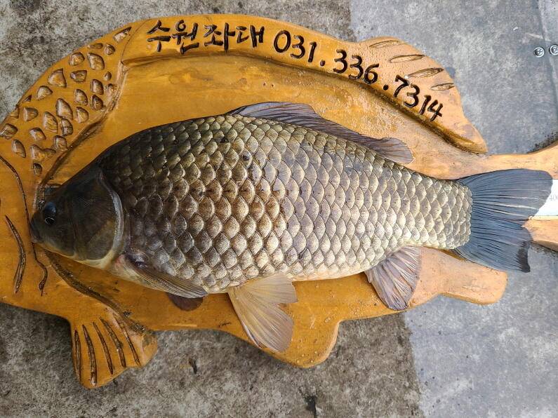 연일 사짜대물이 올라오고 있는 수원좌대 (유료터정보 - 유료터점주조황)