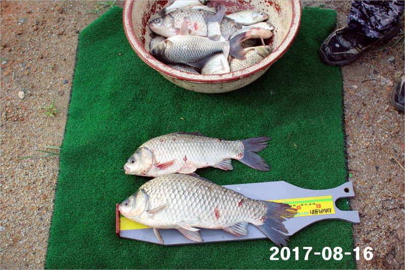 토종 4짜들 입질이 빈번합니다 (유료터정보 - 유료터점주조황)