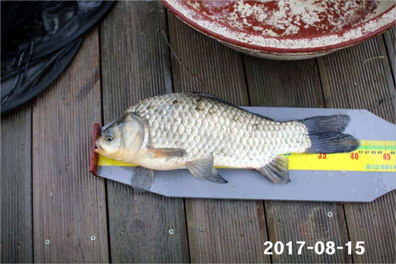 토종 4짜들 입질이 빈번합니다 (유료터정보 - 유료터점주조황)