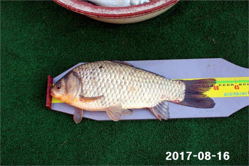 토종 4짜들 입질이 빈번합니다 (유료터정보 - 유료터점주조황)