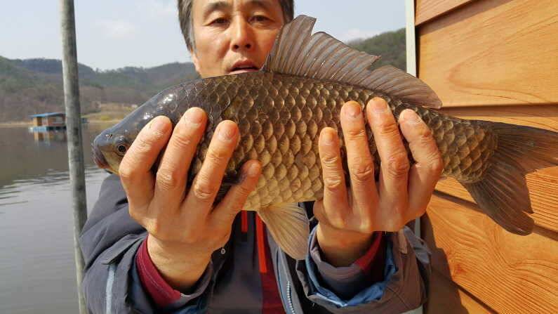 산란특수 대물 송전지 수원좌대 (유료터정보 - 유료터점주조황)