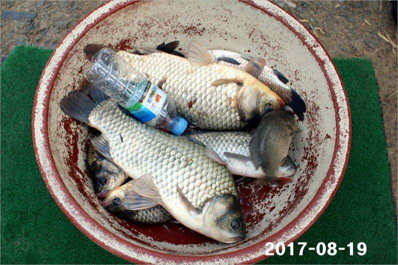 또 한번 토종 4짜급 1톤 방류 (유료터정보 - 유료터점주조황)