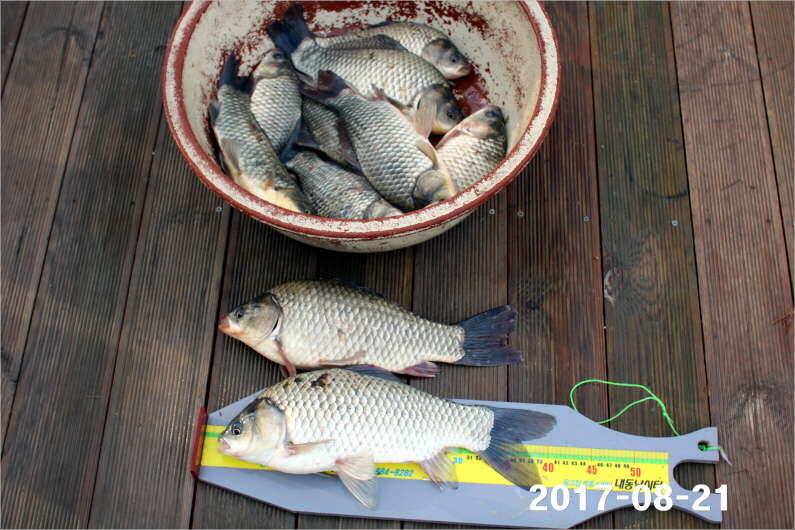 또 한번 토종 4짜급 1톤 방류 (유료터정보 - 유료터점주조황)