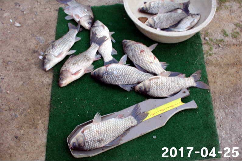 1박 4짜 5마리 (유료터정보 - 유료터점주조황)