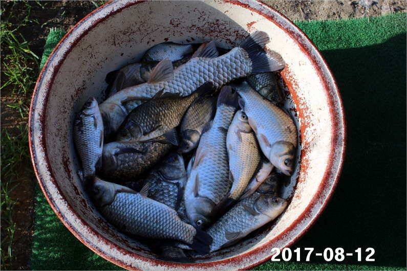 토종 4짜급 1톤 방류 (유료터정보 - 유료터점주조황)
