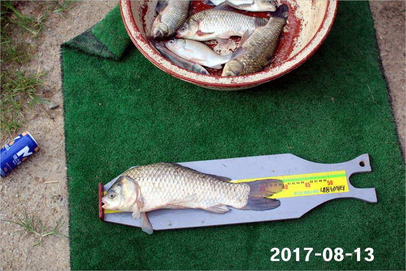 토종 4짜급 1톤 방류 (유료터정보 - 유료터점주조황)