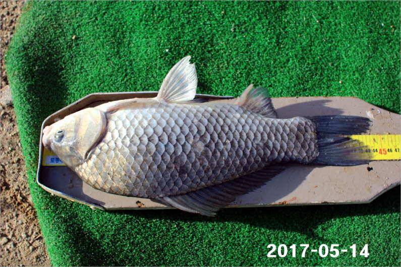 주말 4짜 17마리 (유료터정보 - 유료터점주조황)
