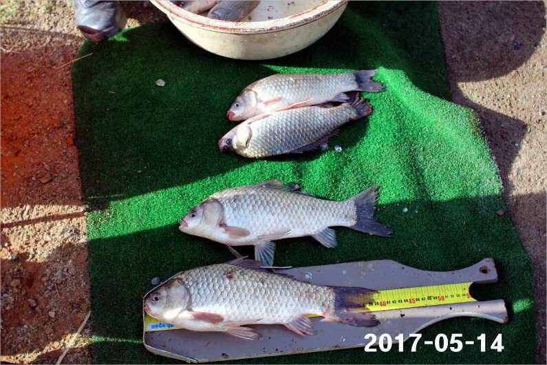 주말 4짜 17마리 (유료터정보 - 유료터점주조황)