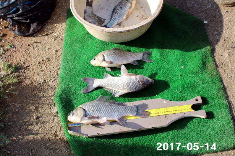주말 4짜 17마리 (유료터정보 - 유료터점주조황)