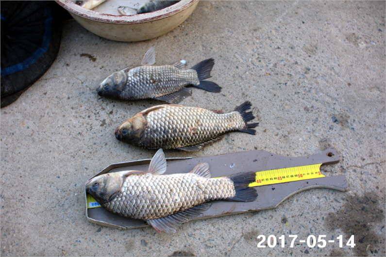 주말 4짜 17마리 (유료터정보 - 유료터점주조황)