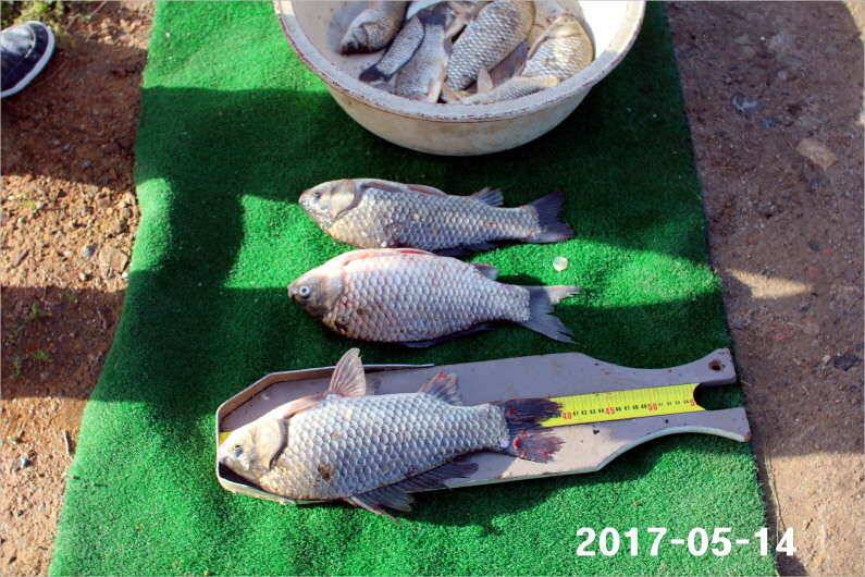 주말 4짜 17마리 (유료터정보 - 유료터점주조황)