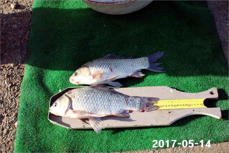 주말 4짜 17마리 (유료터정보 - 유료터점주조황)