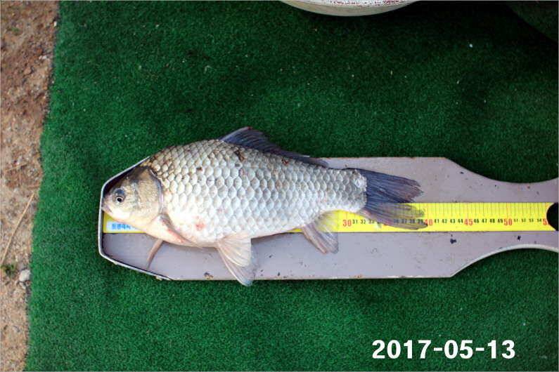 주말 4짜 17마리 (유료터정보 - 유료터점주조황)