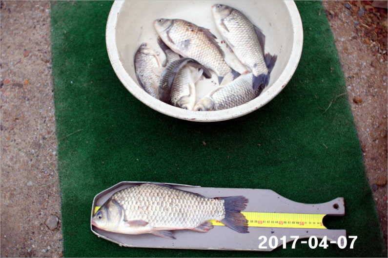 4짜와 마릿수 (유료터정보 - 유료터점주조황)