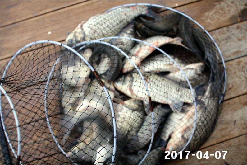 4짜와 마릿수 (유료터정보 - 유료터점주조황)