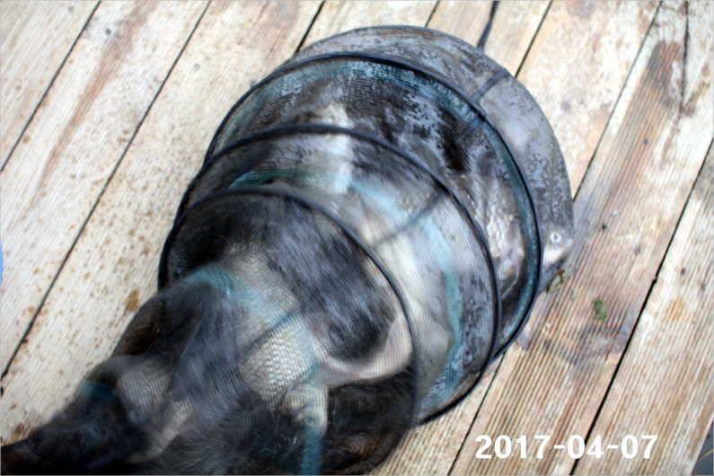 4짜와 마릿수 (유료터정보 - 유료터점주조황)