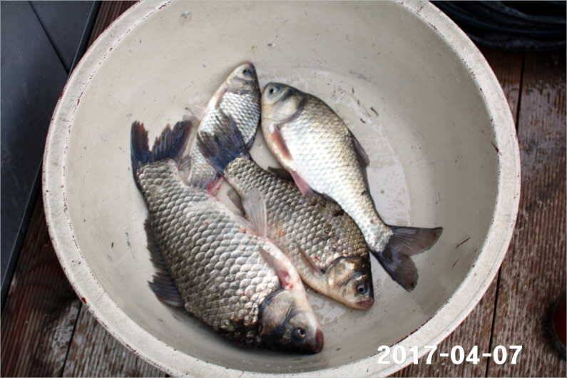 4짜와 마릿수 (유료터정보 - 유료터점주조황)